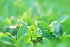 Green Leaves In The Garden Under Sunlight. Green Leaves Texture On Blurred Background. Royalty Free Stock Photos Green Leaves In The Garden Under Sunlight. Green Leaves Texture On Blurred Background. Royalty Free Stock Photos