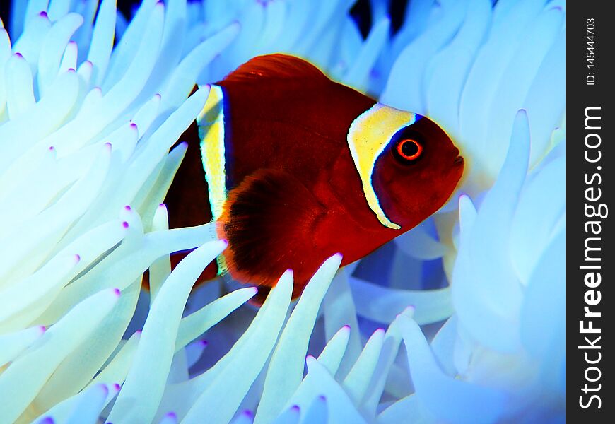 The Maroon Clownfish is a good candidate for a reef aquarium. This Clownfish are the most territorial of all clownfish species. The Maroon Clownfish is a good candidate for a reef aquarium. This Clownfish are the most territorial of all clownfish species.