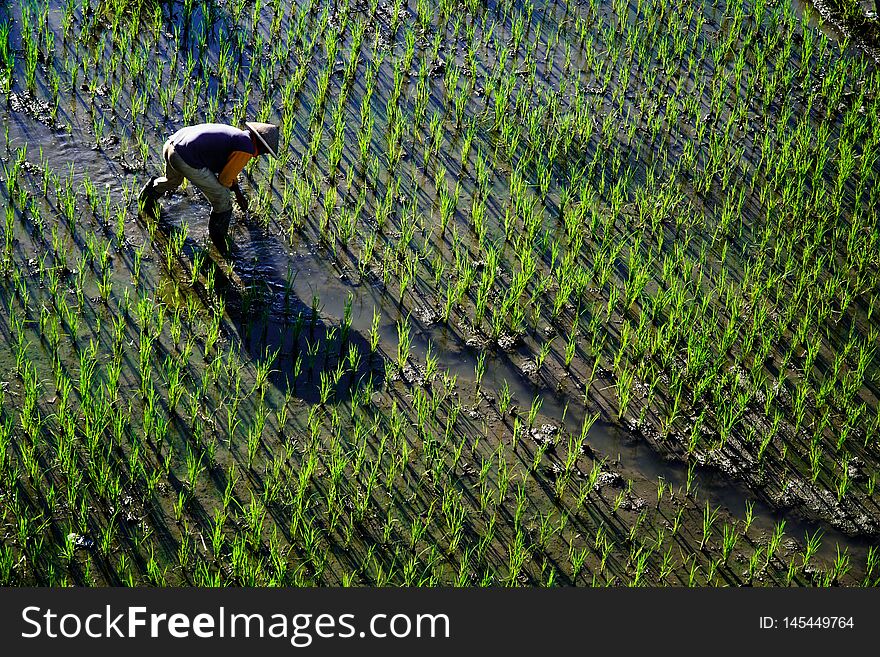 Paddy farmer planting on the rice field. He`s could be Thai farmer or Balinese farmer