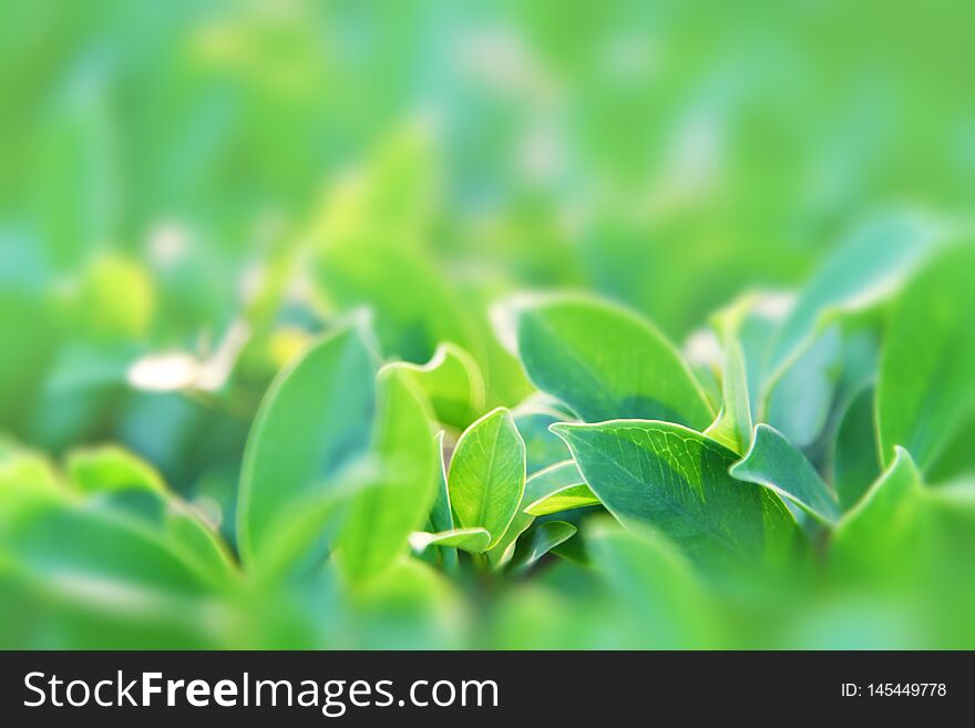 Green leaves in the garden under sunlight. Green leaves texture on blurred background.