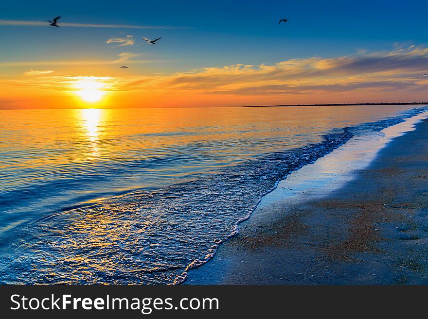 Seagulls at sunset on the beach