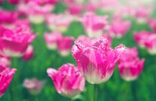 Spring Meadow With Bright Colorful Tulip Flowers With Selective Focus. Beautiful Nature Floral Background For Card Design, Web Stock Image