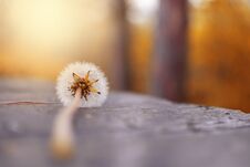 One Dandelion In Nature. Royalty Free Stock Photography