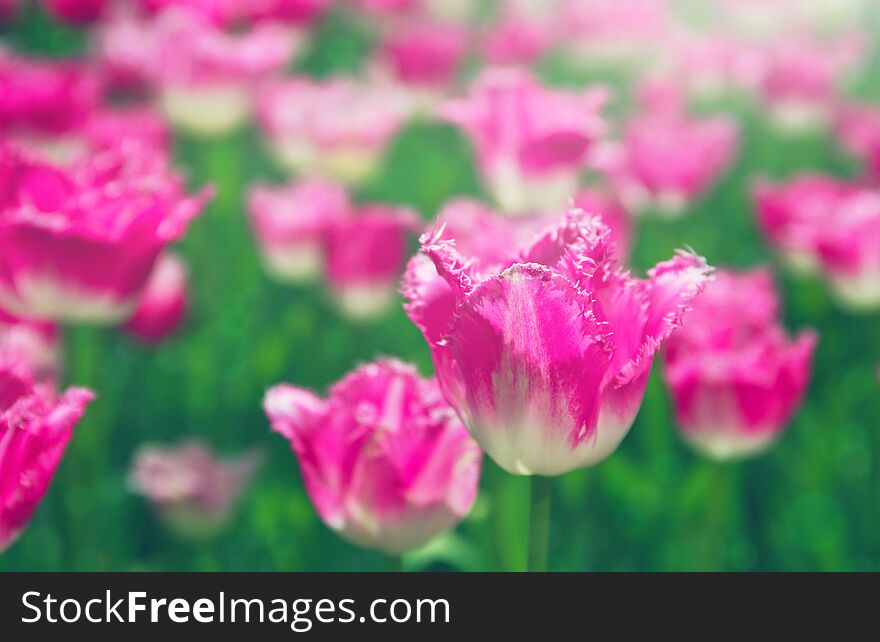 Spring meadow with bright colorful tulip flowers with selective focus. Beautiful nature floral background for card design, web