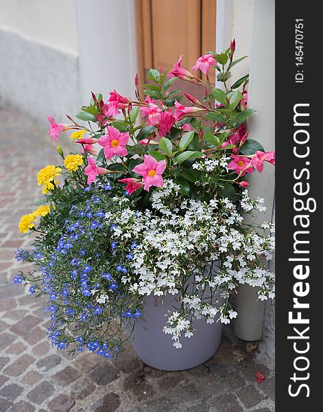 Colorful decorative flowerpot with yellow tagetes, white and blue lobelia, pink mandevilla in a mediterranean narrow alley. Colorful decorative flowerpot with yellow tagetes, white and blue lobelia, pink mandevilla in a mediterranean narrow alley