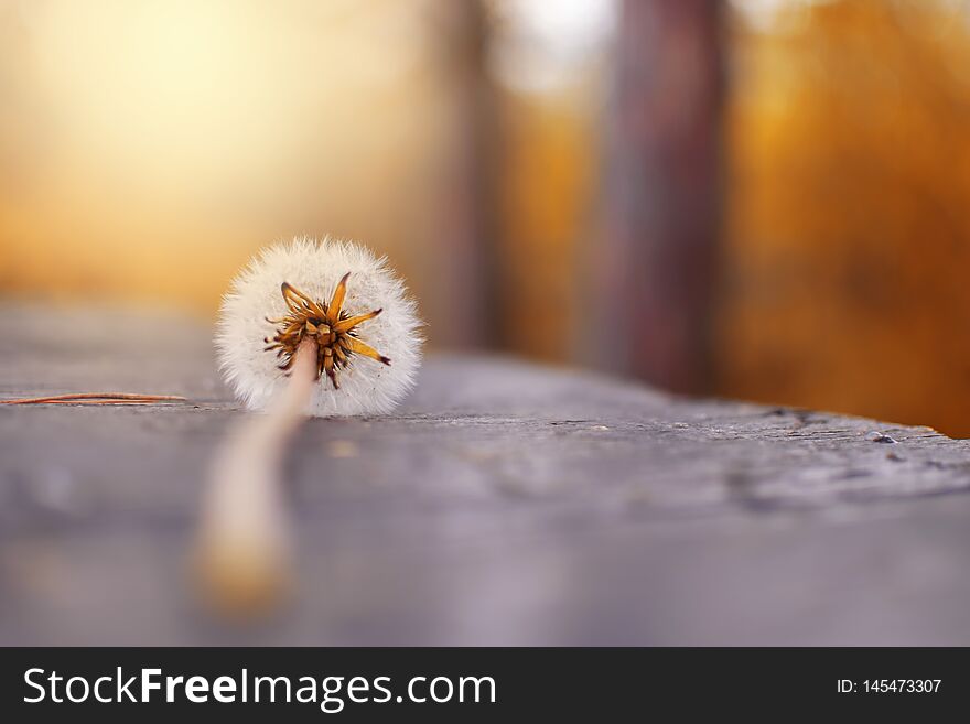 One dandelion in nature on an orange background. One dandelion in nature on an orange background.