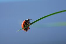 Ladybug In The Green Leaf. Royalty Free Stock Photos