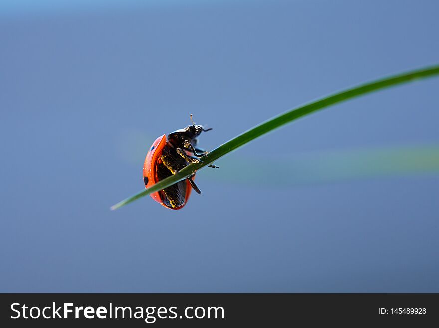 Ladybug in the green leaf.