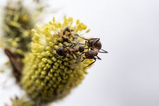 Two Red Forest Ant Formica Rufa Are Fighting On A Fluffy, Yellow Willow Bud, On A Blurred Background. Macro Royalty Free Stock Photo