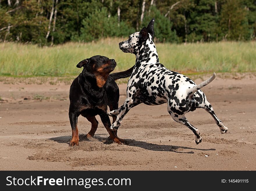 A beautiful Rottweiler and Dalmatian hound dogs playing and fighting together on the beach. A beautiful Rottweiler and Dalmatian hound dogs playing and fighting together on the beach.