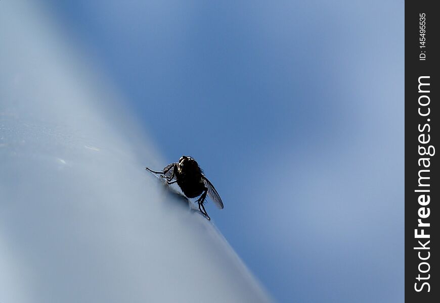 Abstract view of black fly close-up on shiny grey surface with blurry blue sky background. selective focus. Abstract view of black fly close-up on shiny grey surface with blurry blue sky background. selective focus.