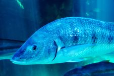 Big Blue Fish Stock Photo