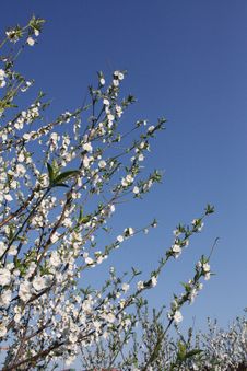Pear Flower Stock Photo Pear Flower Stock Photo