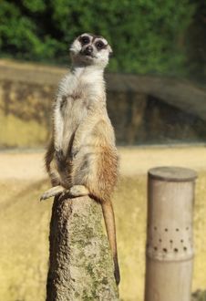 Meerkat (Suricate) Stock Photos Meerkat (Suricate) Stock Photos