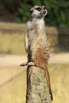 Meerkat (Suricate) Stock Images Meerkat (Suricate) Stock Images