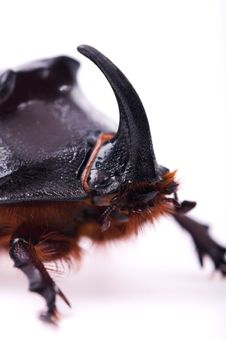 Rhinoceros Beetle Royalty Free Stock Photos Rhinoceros Beetle Royalty Free Stock Photos