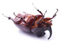 Rhinoceros Beetle Stock Image Rhinoceros Beetle Stock Image