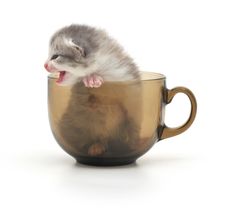 Kitten In Cup Royalty Free Stock Photos