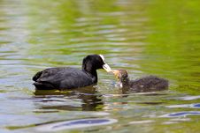Coot Feeding Her Young Chick Royalty Free Stock Image