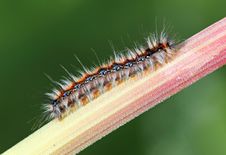 Black - Red Caterpillar Royalty Free Stock Images