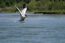 Dalmatian Pelican Taking Off Royalty Free Stock Image Dalmatian Pelican Taking Off Royalty Free Stock Image