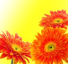 Orange Gerbera Stock Images Orange Gerbera Stock Images