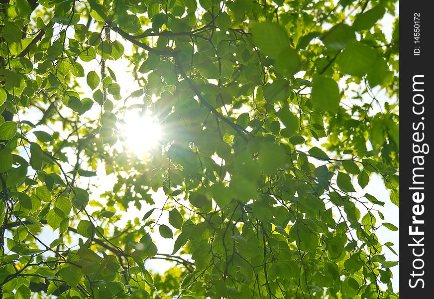 Sun through the green leaves. Sun through the green leaves