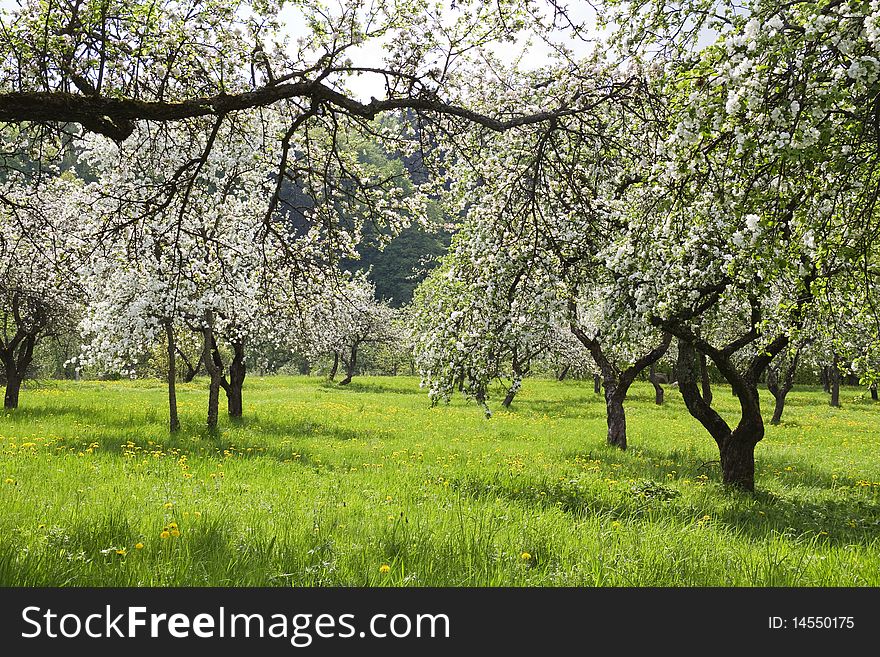 Blossoming apple orchard, green grass. Blossoming apple orchard, green grass