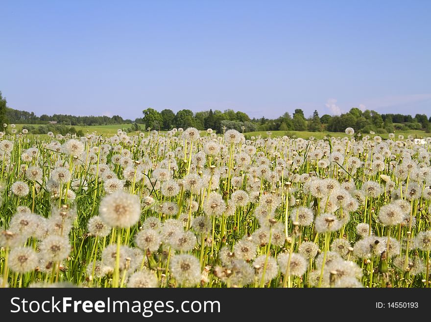 Spring green field of dandelions