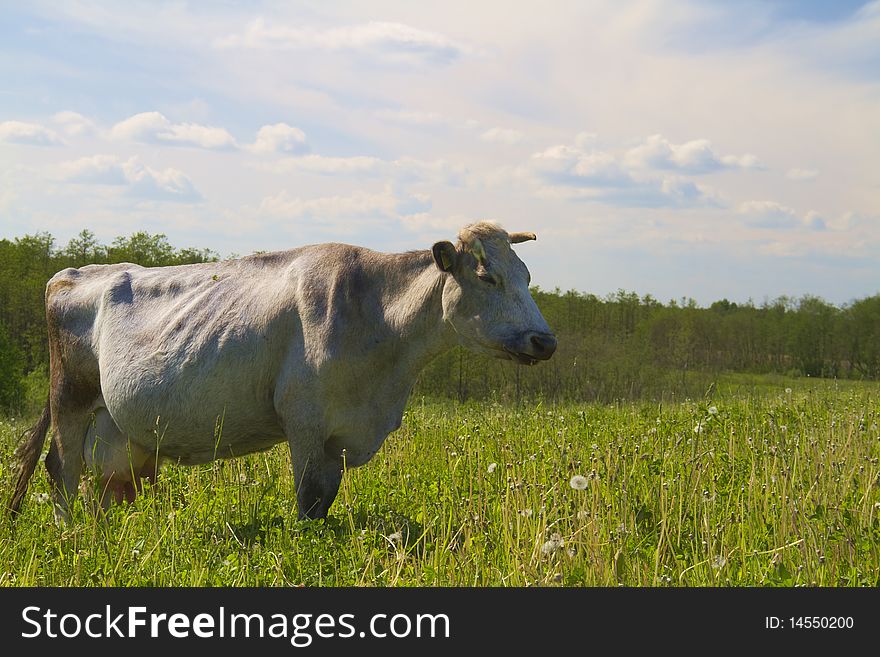 Gray cow on green meadow. Gray cow on green meadow