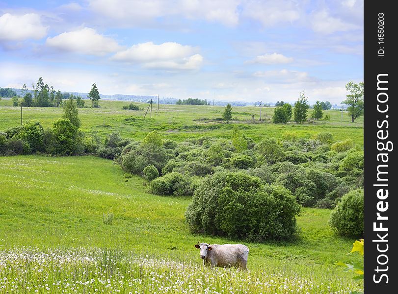 Country side, green landscape, cow. Country side, green landscape, cow