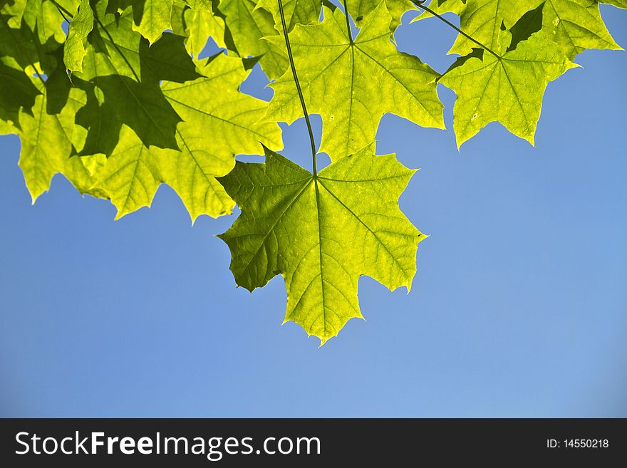 Young green leaves, backlight, blue sky. Young green leaves, backlight, blue sky