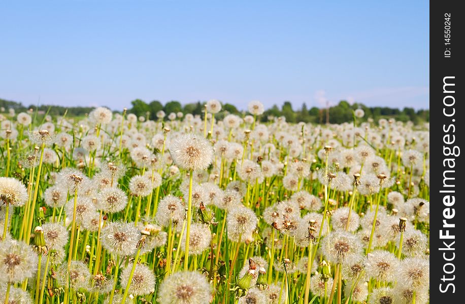 Blowballs on meadow, blue sky