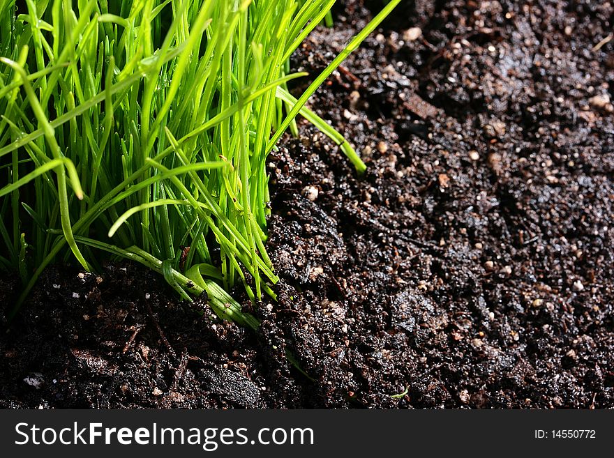 Young green grass on a damp ground.