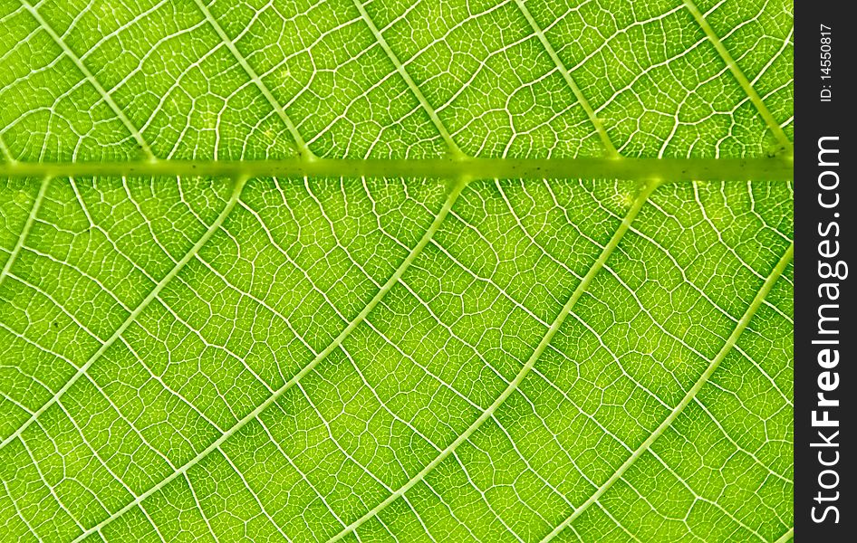 Texture of New Green Nut-tree Leaf. Texture of New Green Nut-tree Leaf