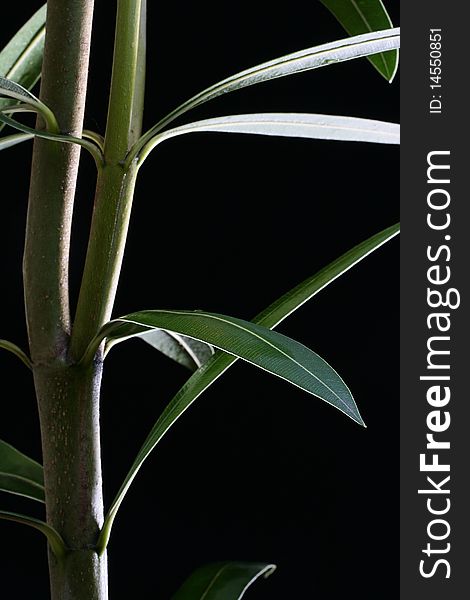 Branch of an oleander with leaves on a black background. Branch of an oleander with leaves on a black background.