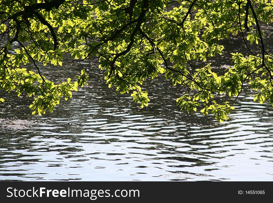 The green branches over the lake