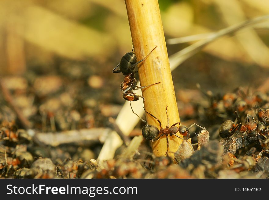 Wood ant, in a habitat of dwelling. Russia. Kamchatka. Wood ant, in a habitat of dwelling. Russia. Kamchatka.