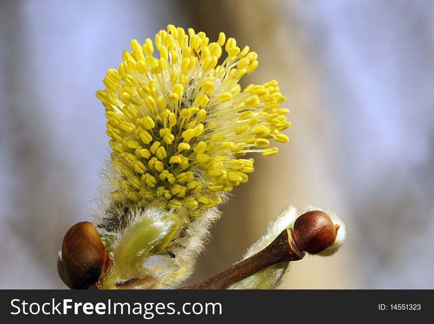 Blossoming willow, on a background of the blue sky. Kamchatka. Blossoming willow, on a background of the blue sky. Kamchatka.