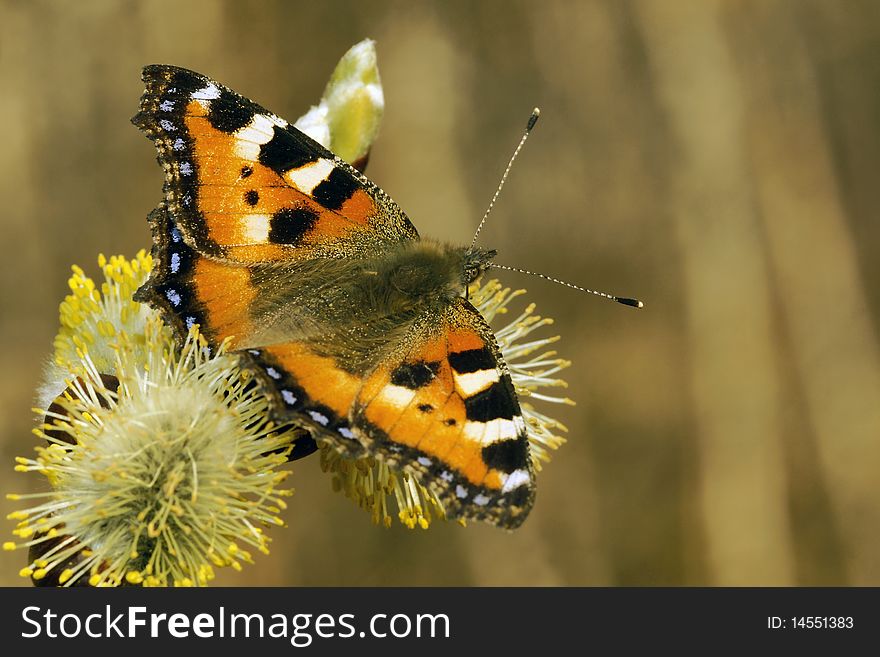 The beautiful butterfly sitting on fruits of a willow. Russia. Kamchatka. The beautiful butterfly sitting on fruits of a willow. Russia. Kamchatka.