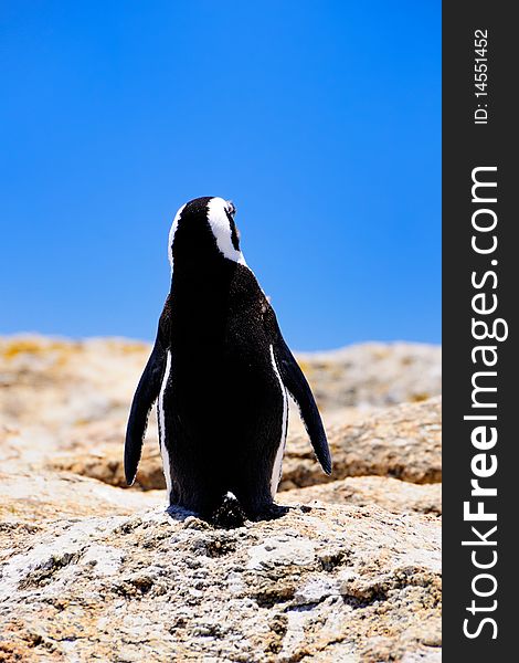 Back view of South African Penguin relaxing on the Boulders Beach