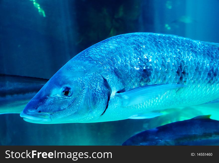 Big Blue Fish