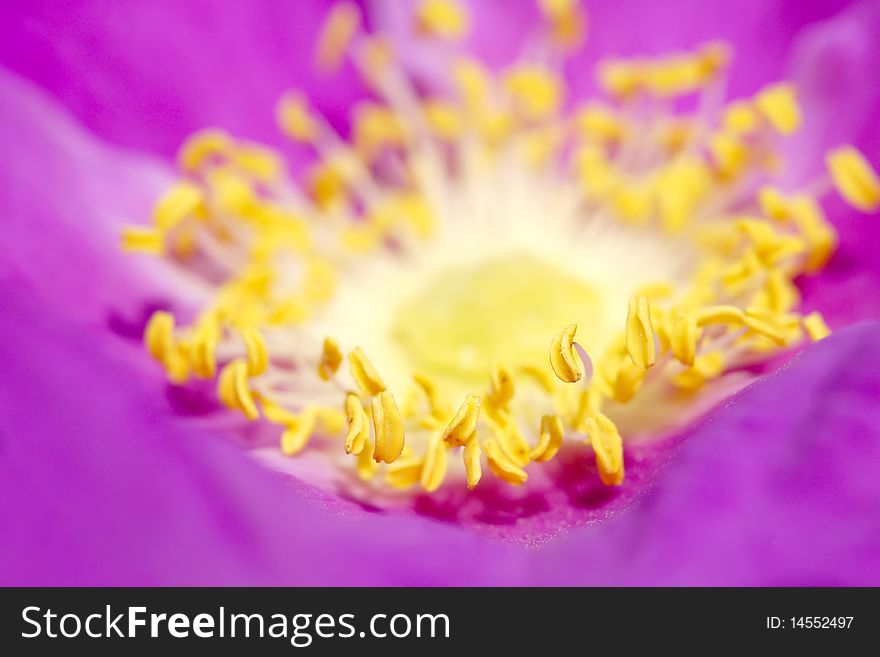 The Flower heart of purple unicuspid rose. The Flower heart of purple unicuspid rose