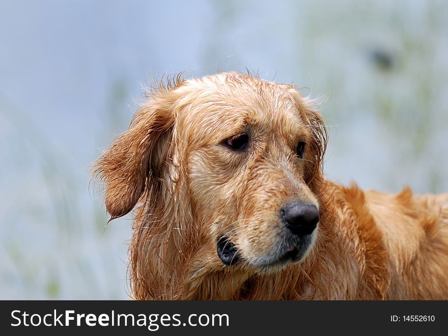 The dog is looking at something with fixed attention beyond him. The dog is looking at something with fixed attention beyond him.