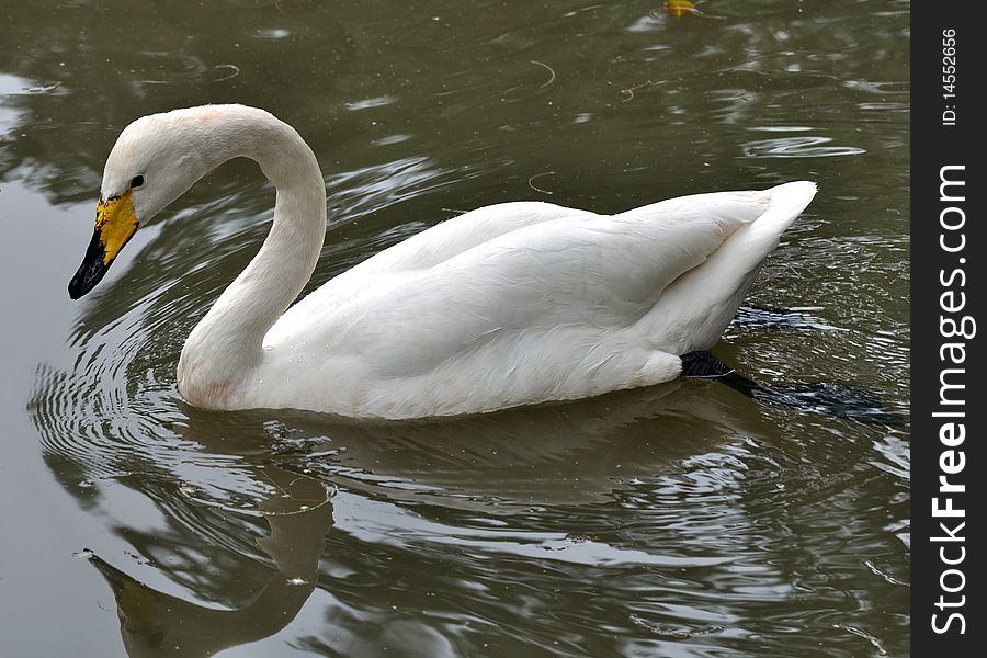 A white swan is swimming in water, whose neck is bending beautiful