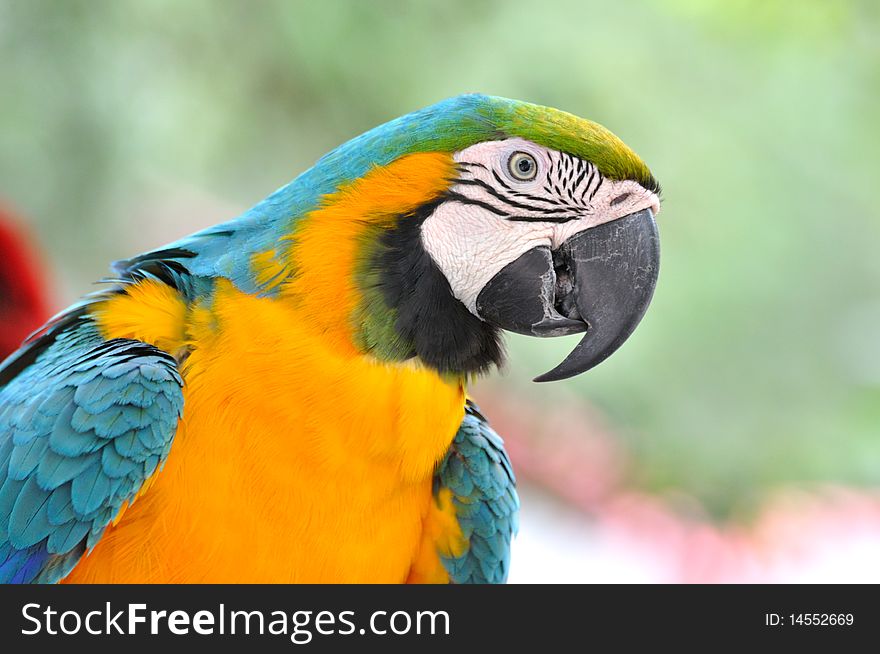 Portrait of a blue and yellow Macaw, who has blue and yellow feather and black strip on white face.