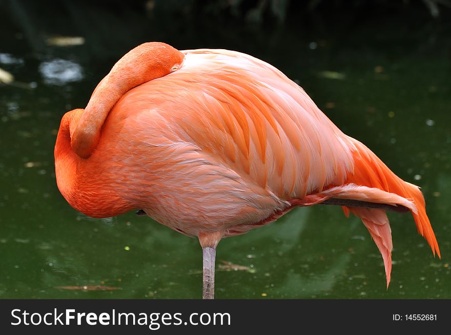 A flamingo in pink color is sleeping, as nature it is still standing in water, the neck is bent graceful. A flamingo in pink color is sleeping, as nature it is still standing in water, the neck is bent graceful.