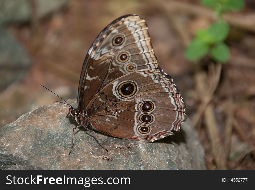 Owl Butterfly at The Butterfly Farm in St. Thomas, USVI