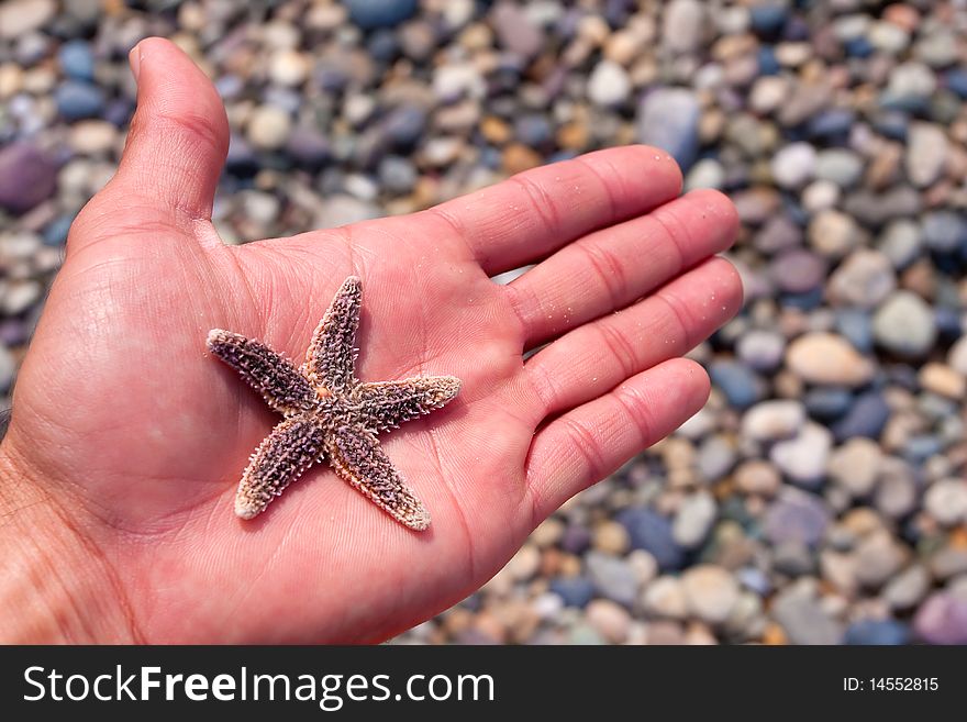 Hand holding a starfish in summer time.