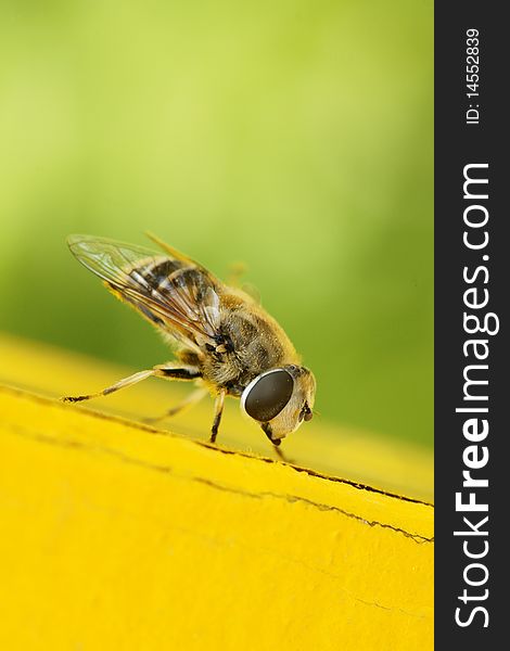 Hoverfly stops on the windowsill to rest.